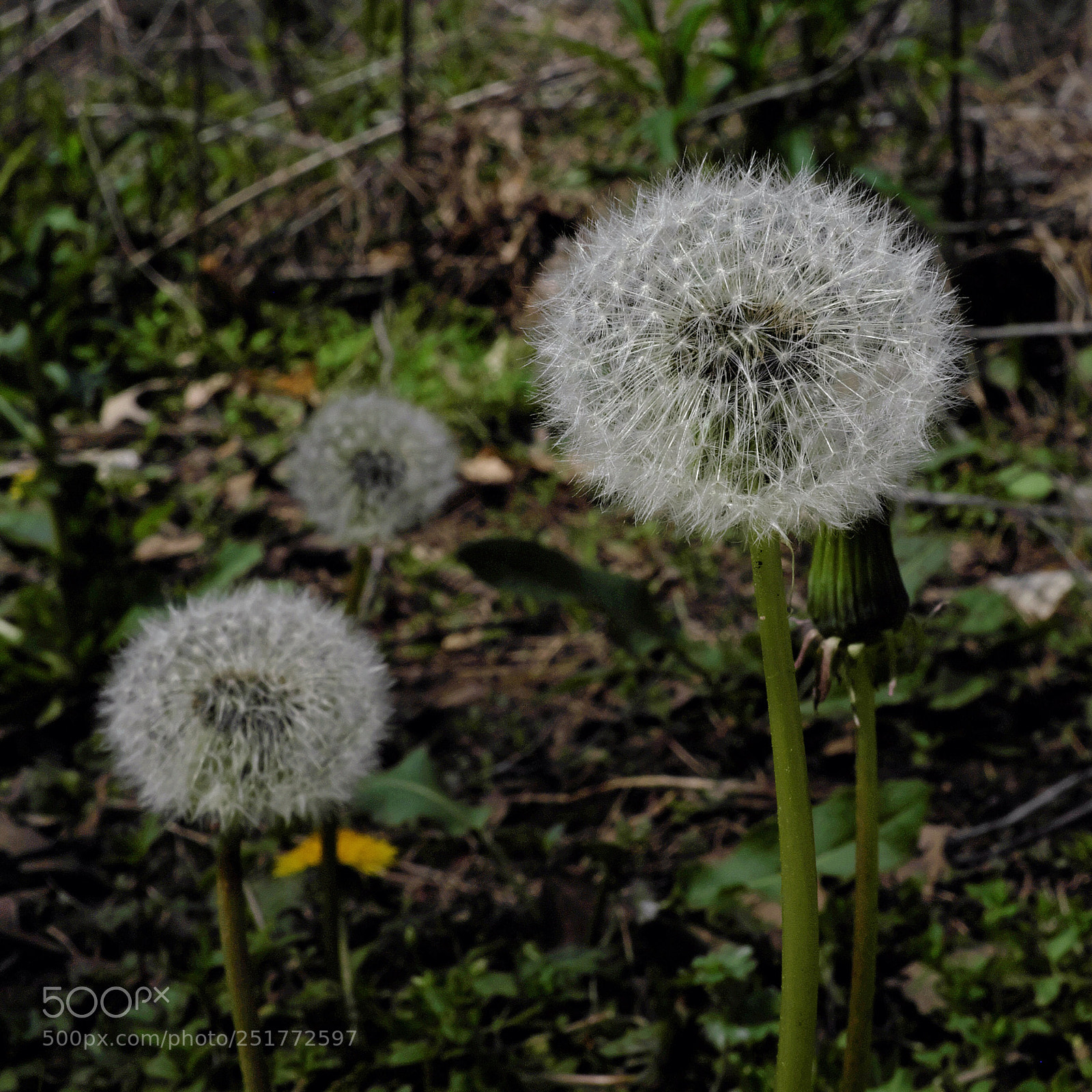 Fujifilm X100S sample photo. Dandelions photography