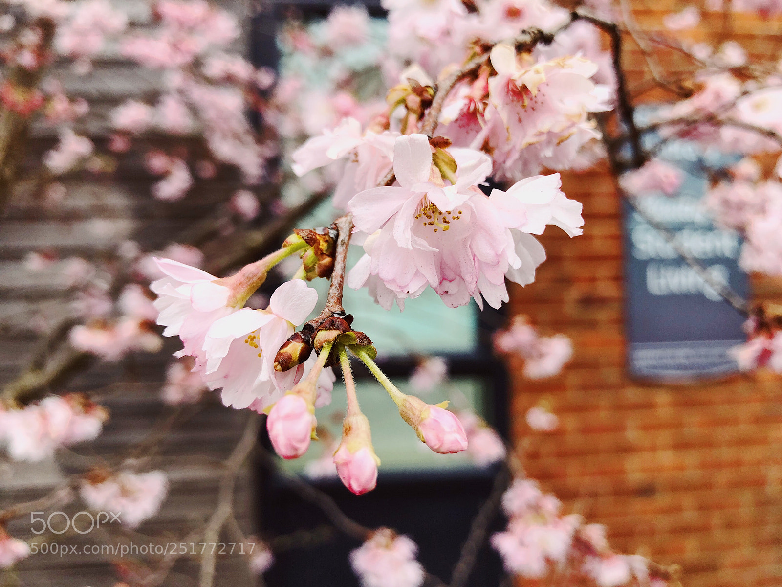 Apple iPhone 8 Plus sample photo. Sakura 2～ photography