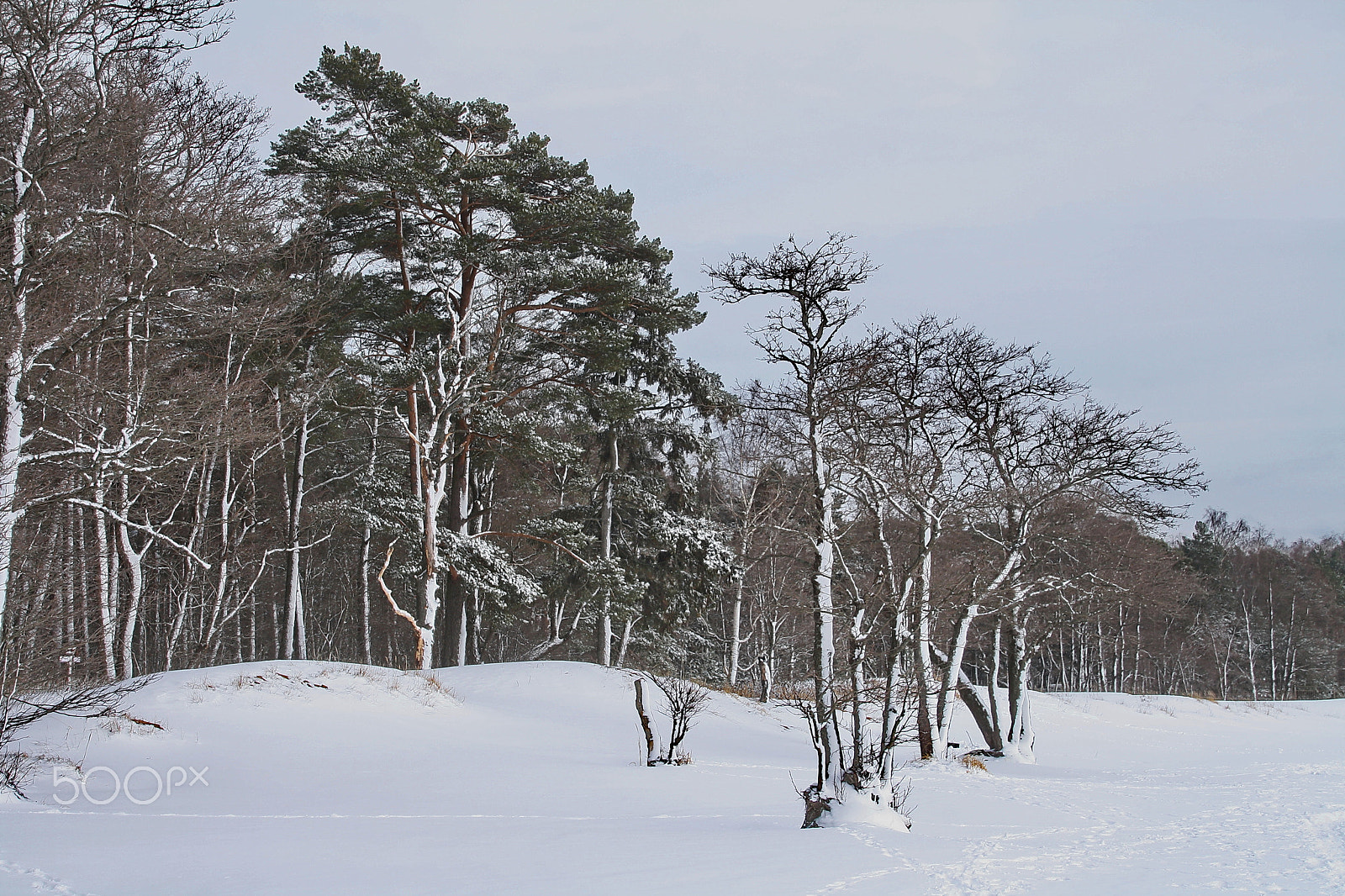 Canon EOS 1000D (EOS Digital Rebel XS / EOS Kiss F) sample photo. Snow-covered shore photography