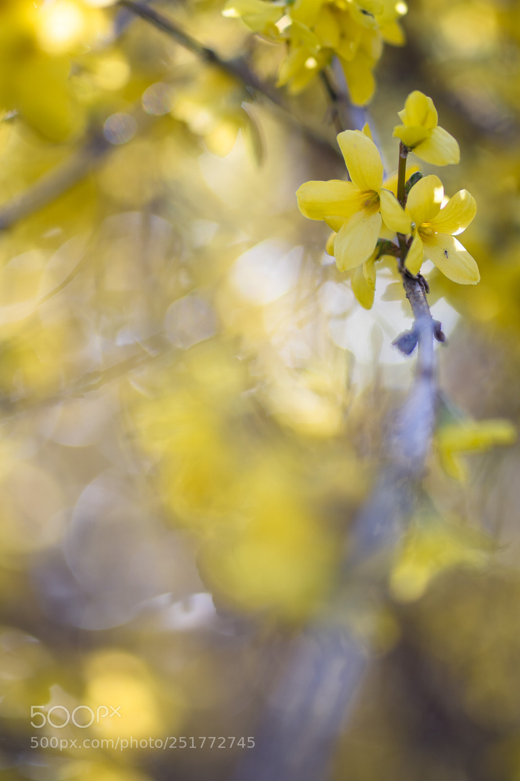 Sony a6500 sample photo. Yellow surrounding photography