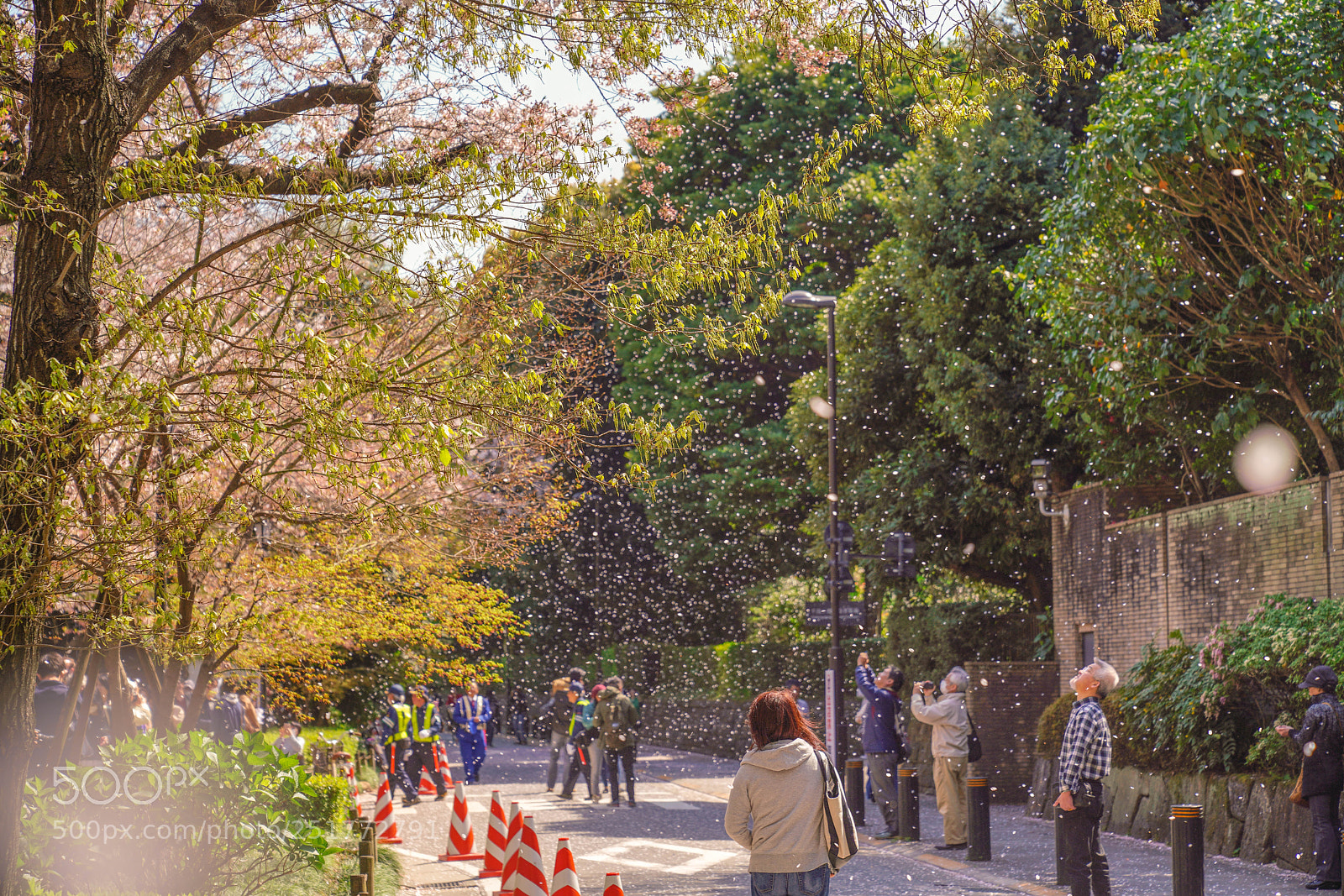 Sony a7R III sample photo. Cherryblossom photography