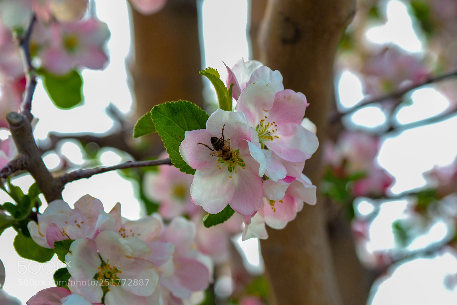 Olympus OM-D E-M1 Mark II sample photo. Olympus digital camera photography
