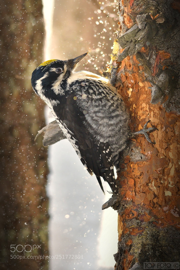 Nikon D500 sample photo. Three-toed woodpecker photography