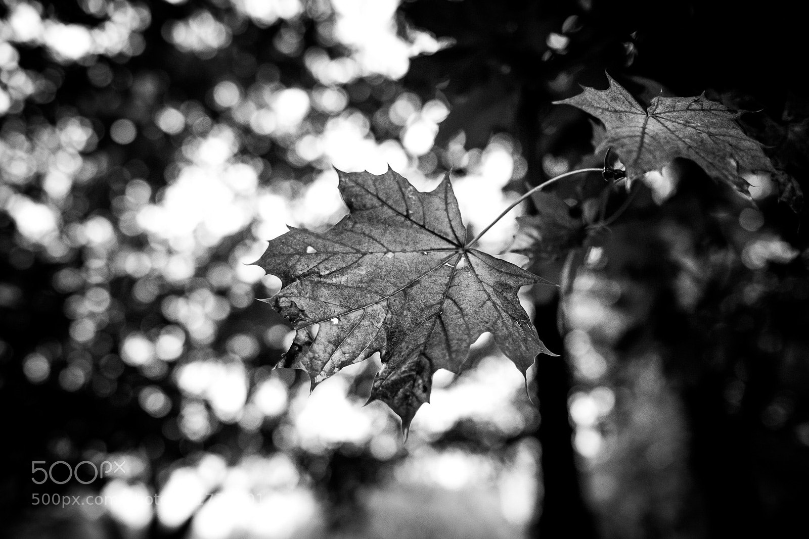 Fujifilm X-T2 sample photo. Maple leafs photography
