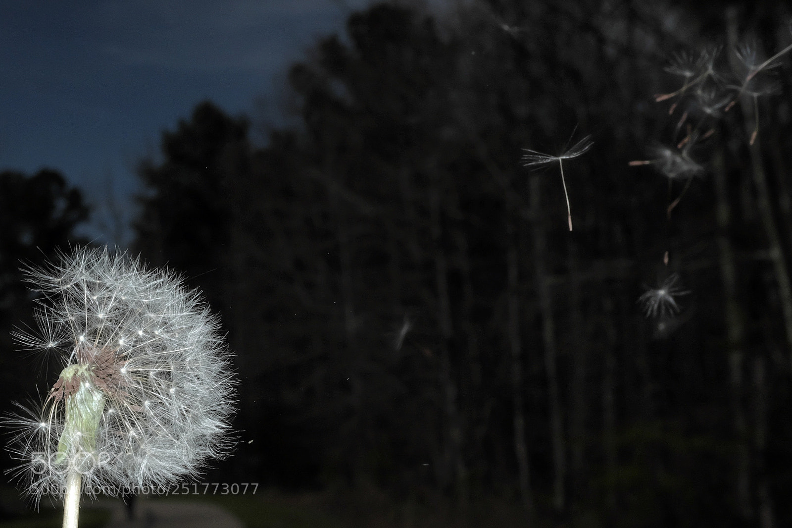 Fujifilm X100S sample photo. Dandelion in the wind photography