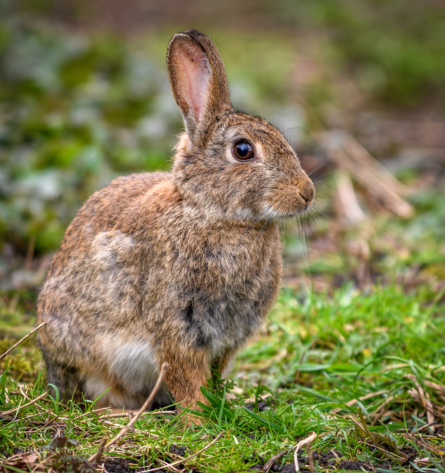 Nikon D850 sample photo. Wild easter bunny photography