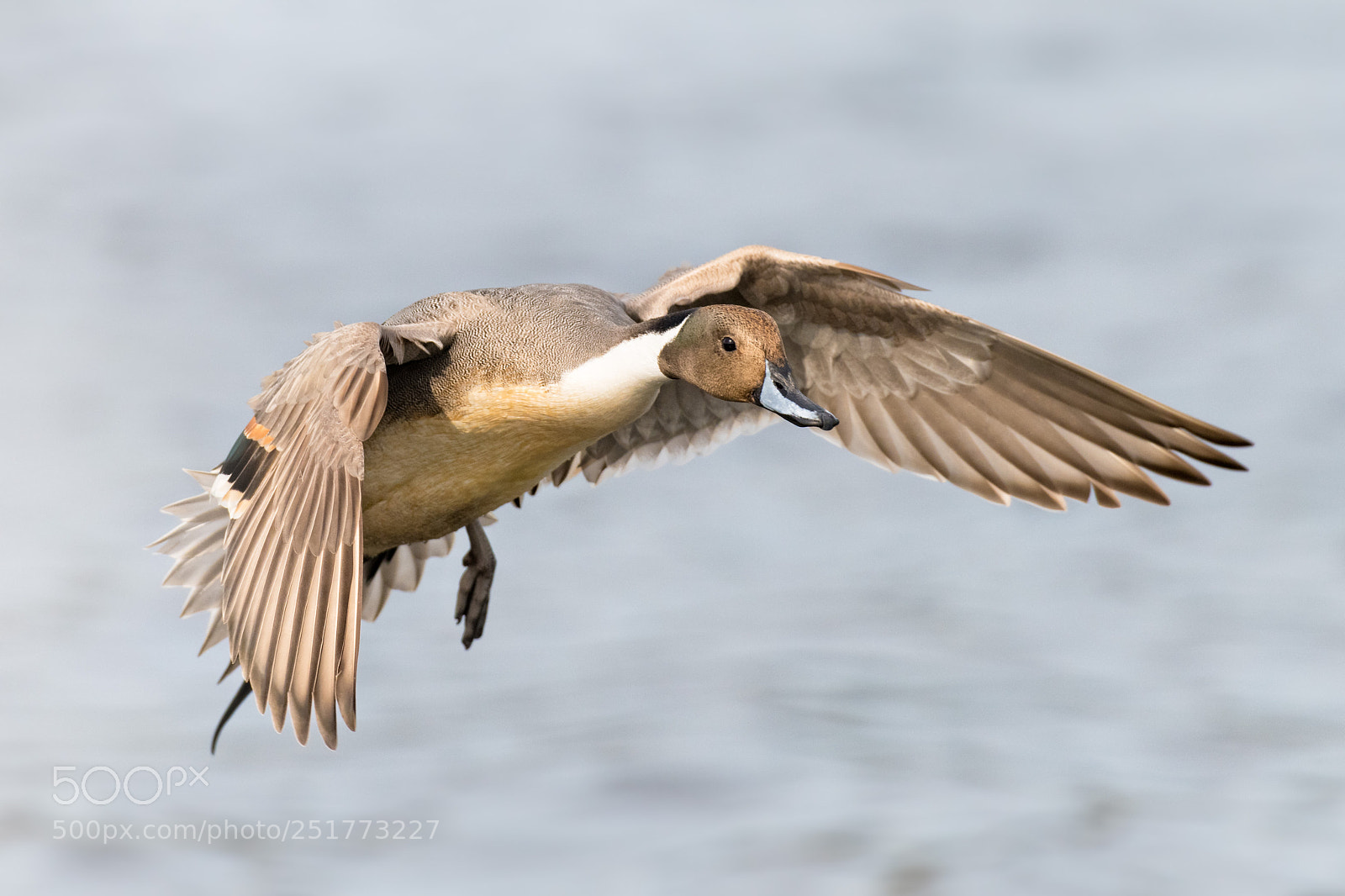 Nikon D850 sample photo. Northern pintail landing photography