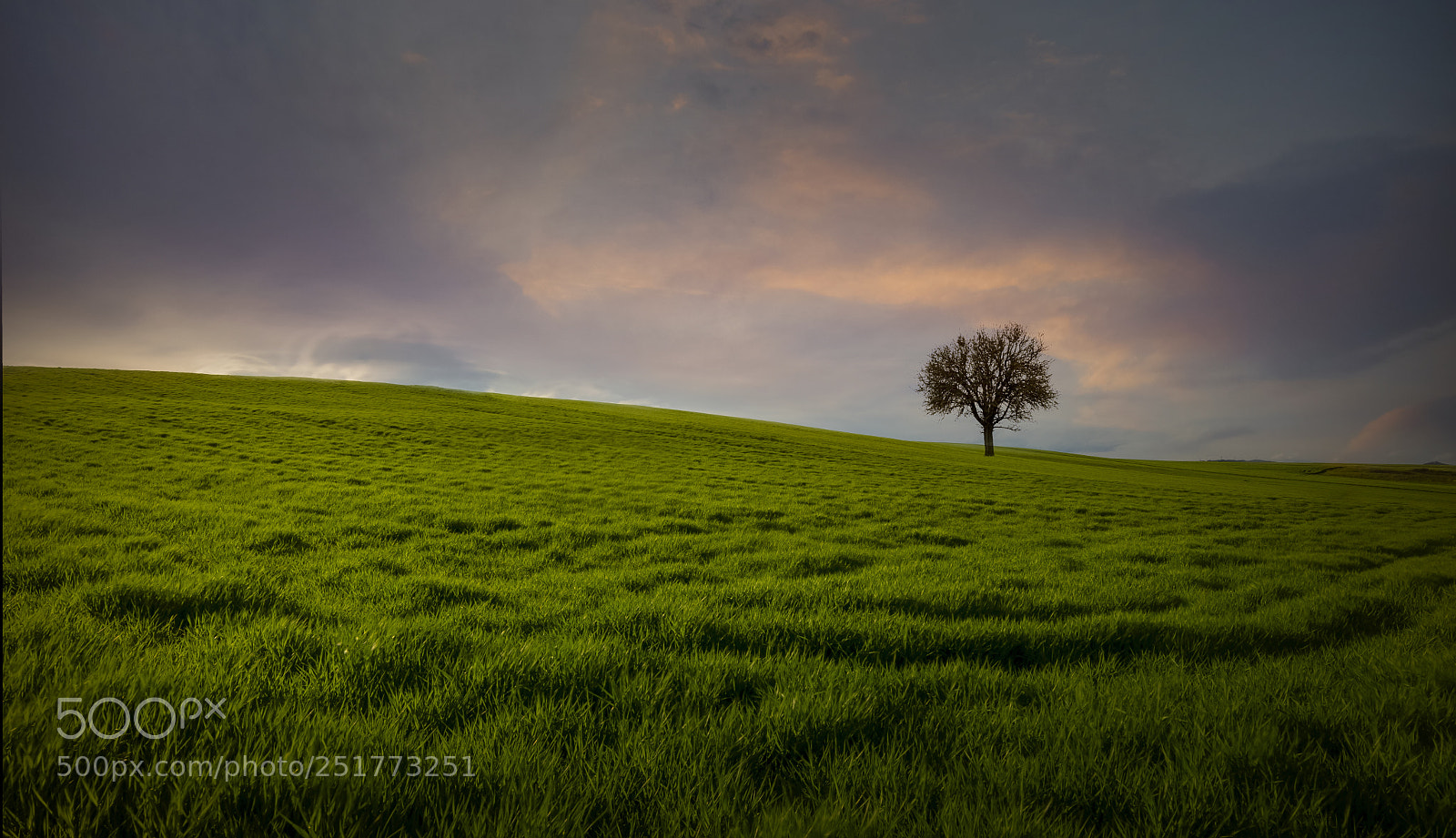 Nikon D7200 sample photo. The green field photography