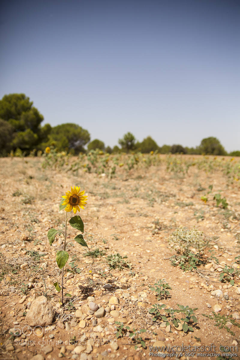Canon EOS 5D Mark II sample photo. Helianthus photography