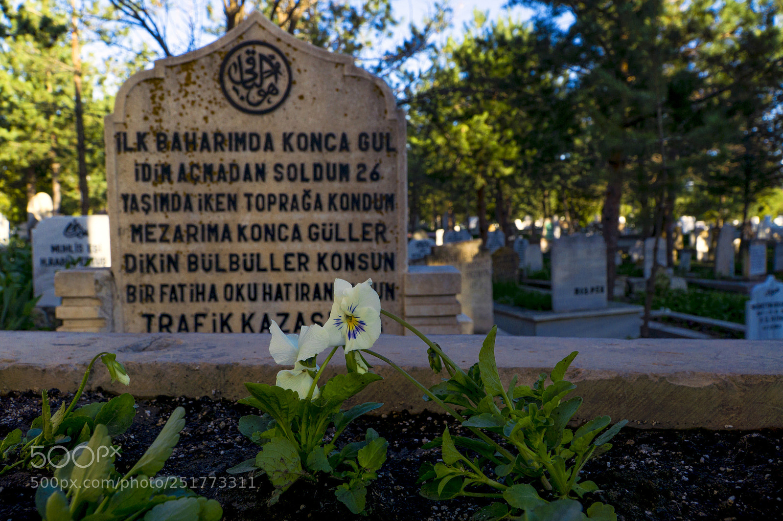 Sony a6000 sample photo. Spring and death.. bahar photography