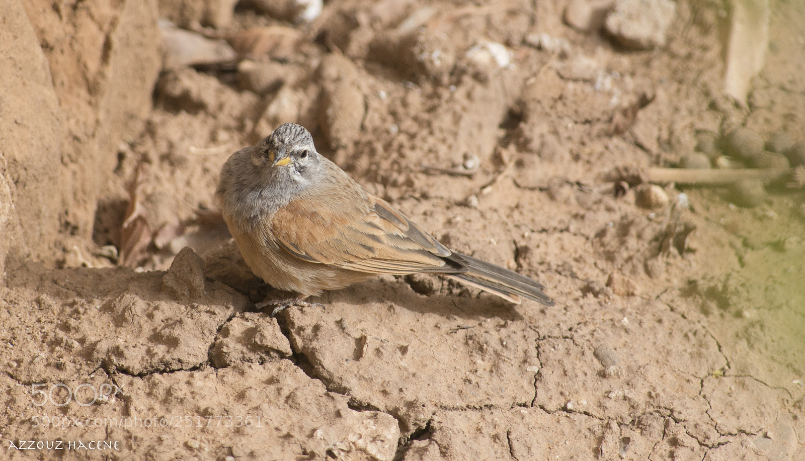 Nikon D800E sample photo. Bird photography