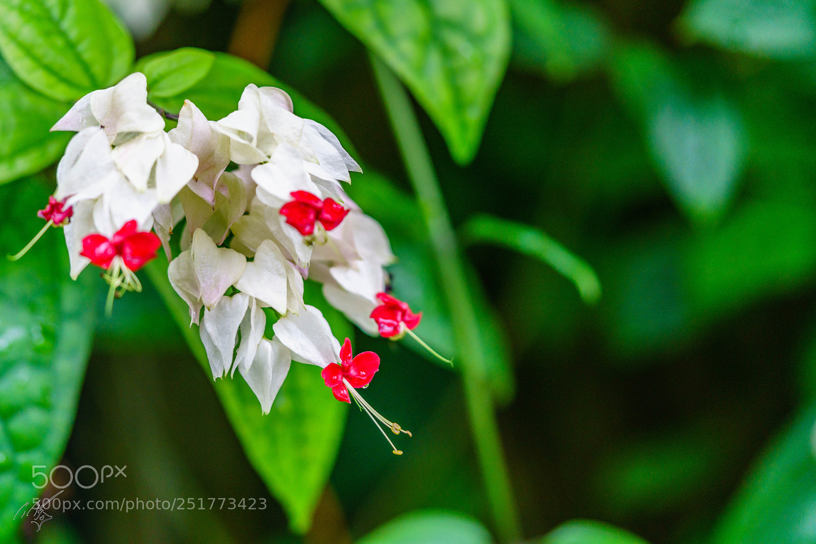 Sony a7R II sample photo. Kew gardens flowers photography