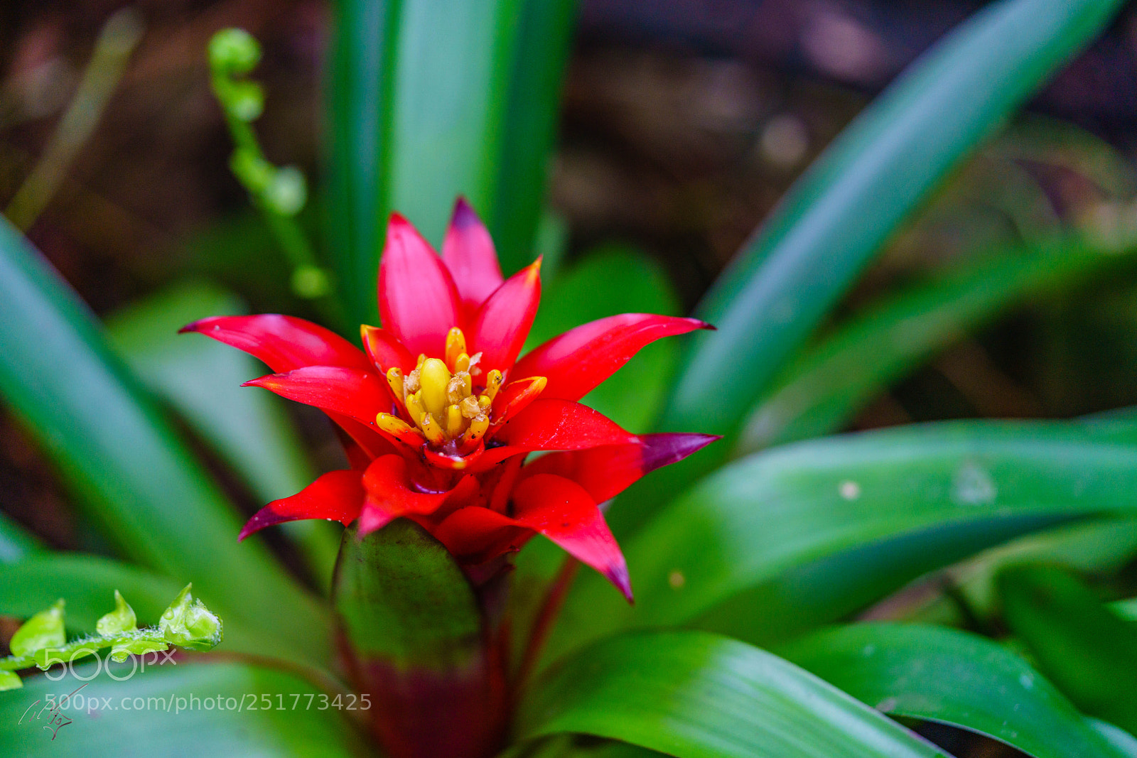 Sony a7R II sample photo. Kew gardens flowers photography