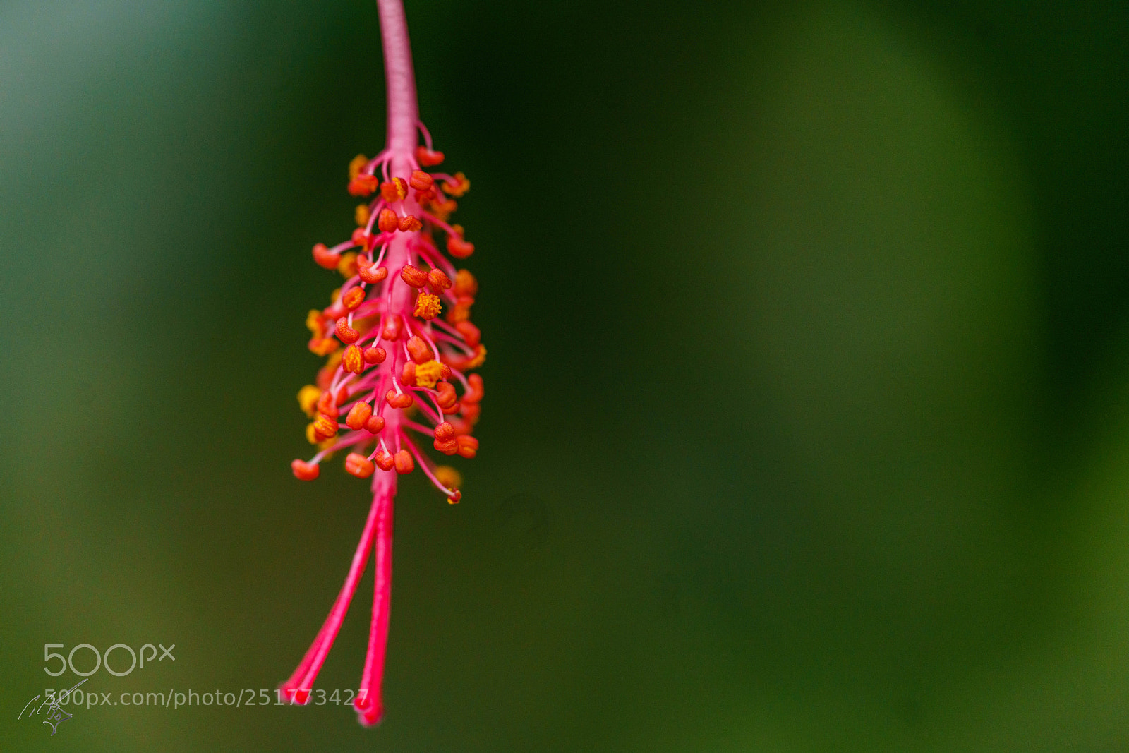 Sony a7R II sample photo. Kew gardens flowers photography