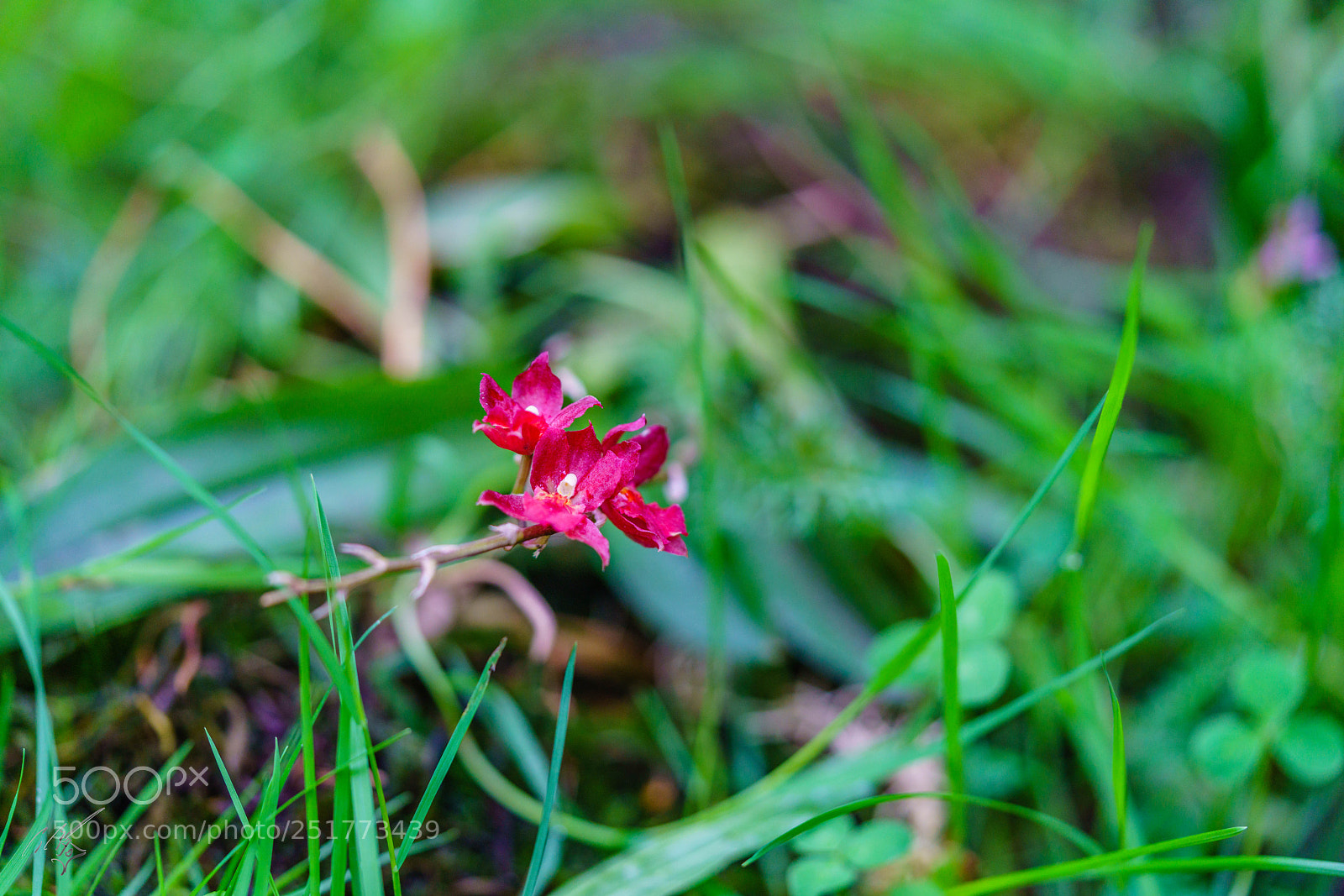 Sony a7R II sample photo. Kew gardens flowers photography