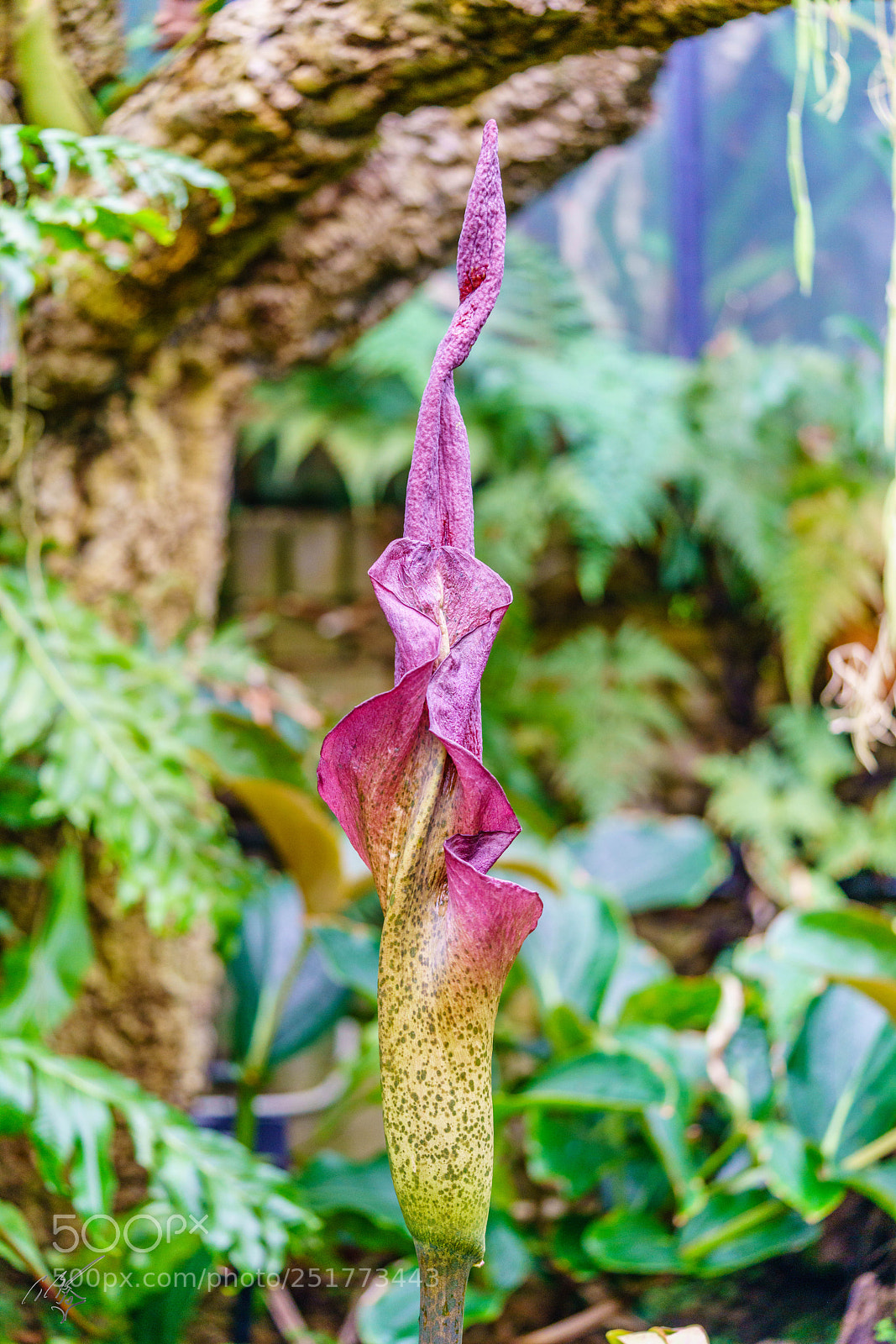 Sony a7R II sample photo. Kew gardens flowers photography