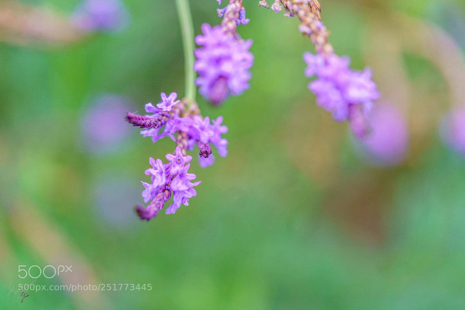 Sony a7R II sample photo. Kew gardens flowers photography
