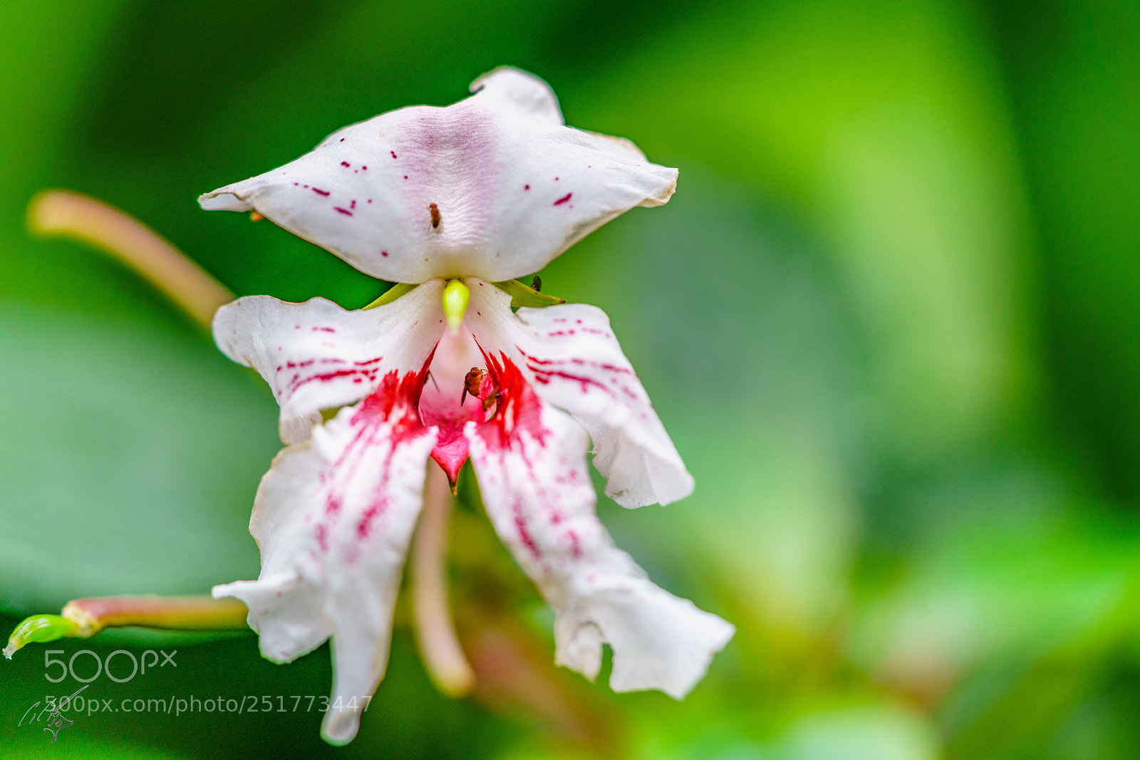 Sony a7R II sample photo. Kew gardens flowers photography