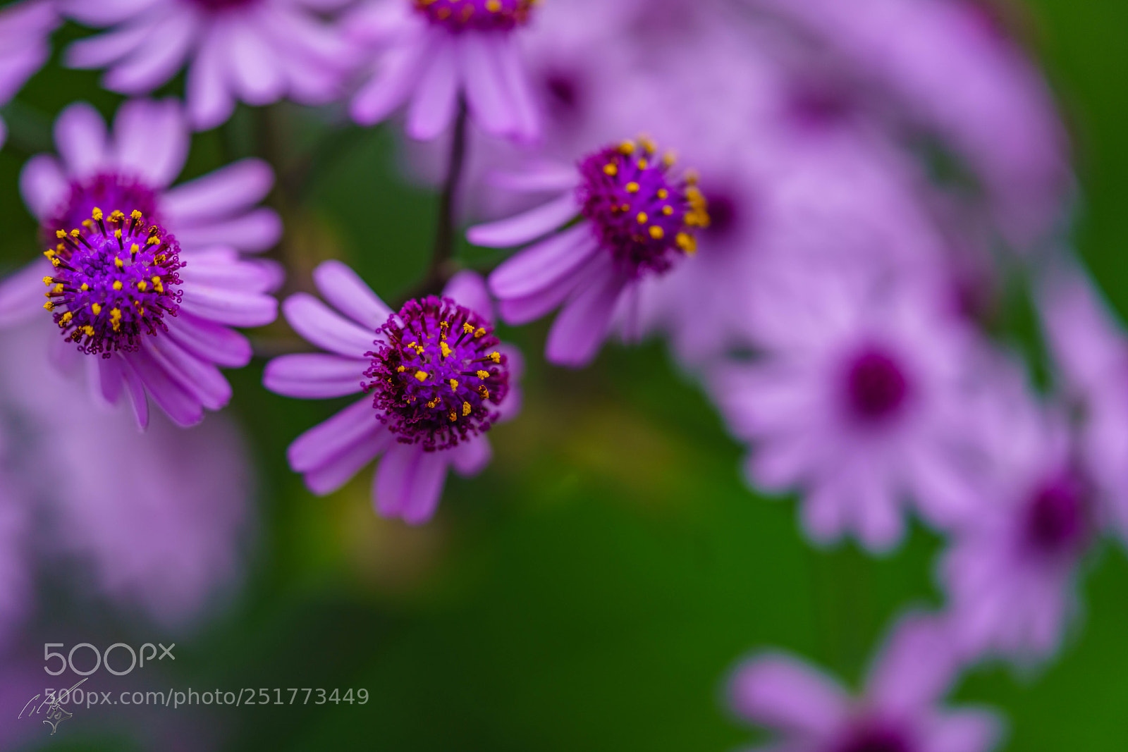 Sony a7R II sample photo. Kew gardens flowers photography