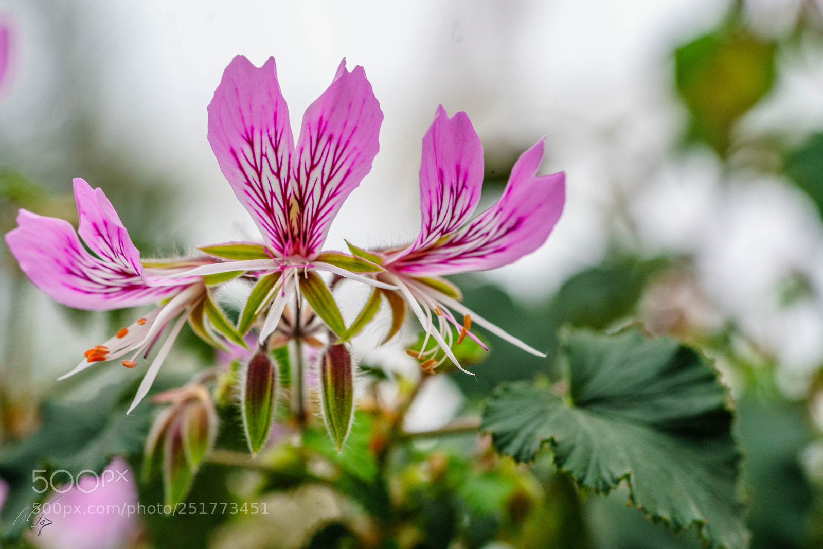 Sony a7R II sample photo. Kew gardens flowers photography
