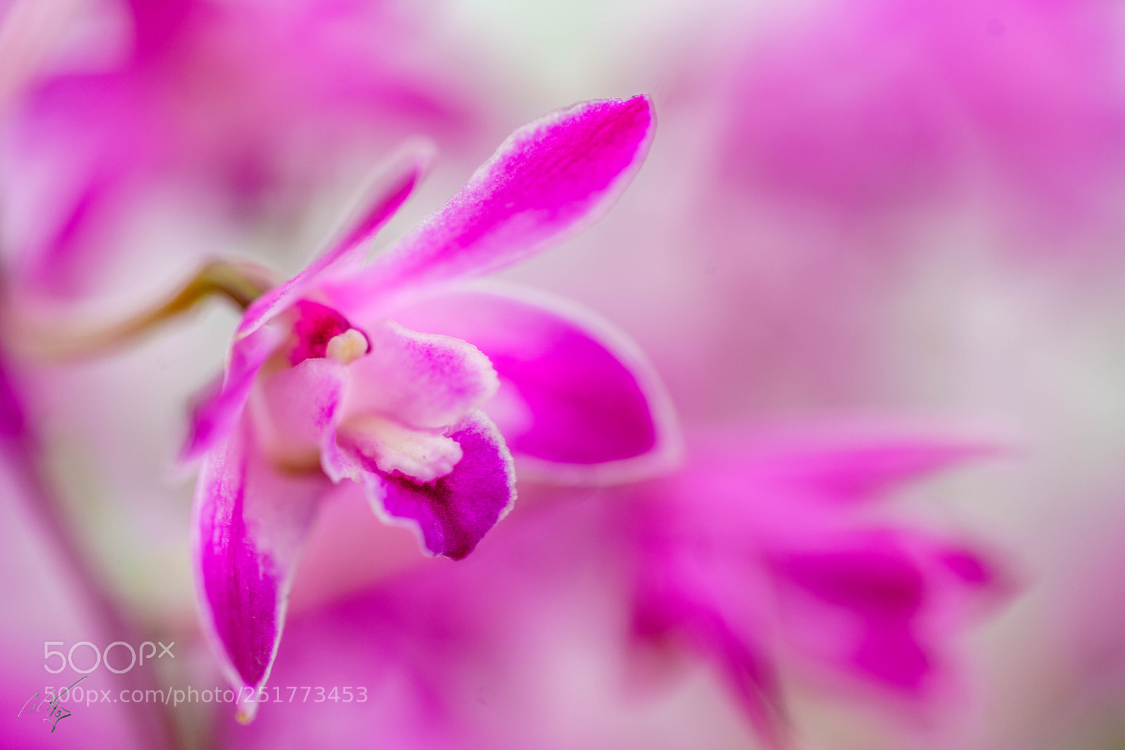 Sony a7R II sample photo. Kew gardens flowers photography