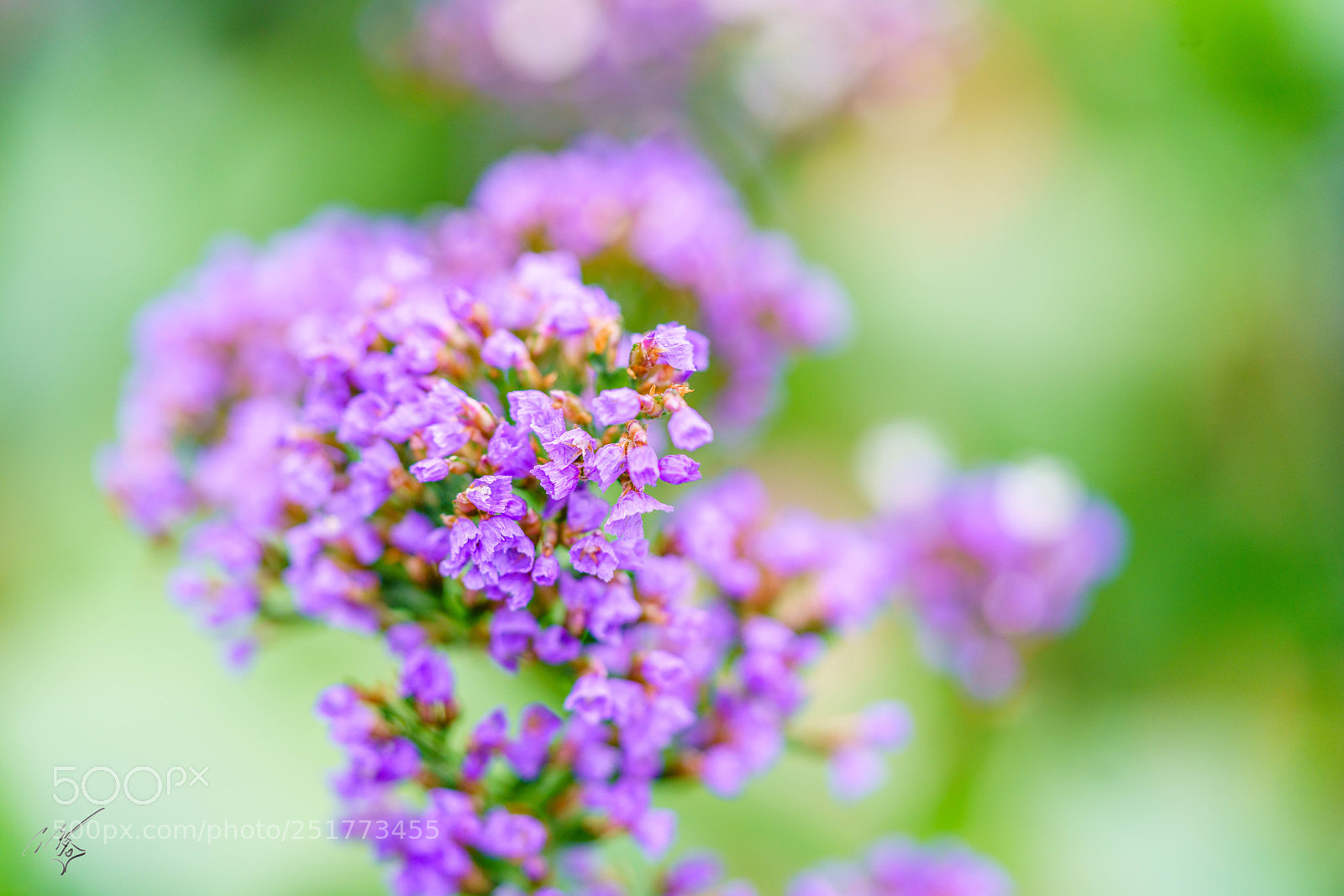 Sony a7R II sample photo. Kew gardens flowers photography