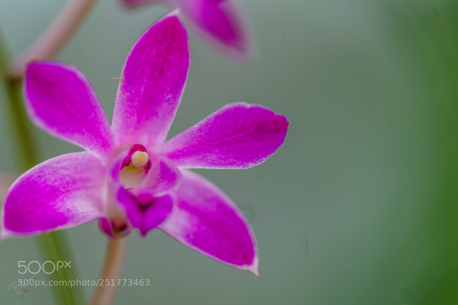 Sony a7R II sample photo. Kew gardens flowers photography