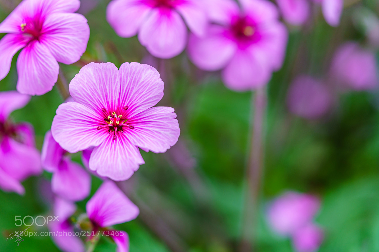 Sony a7R II sample photo. Kew gardens flowers photography
