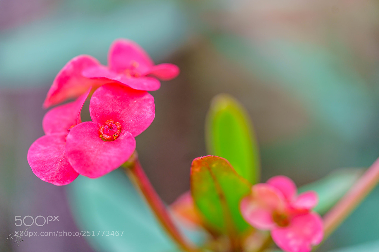 Sony a7R II sample photo. Kew gardens flowers photography