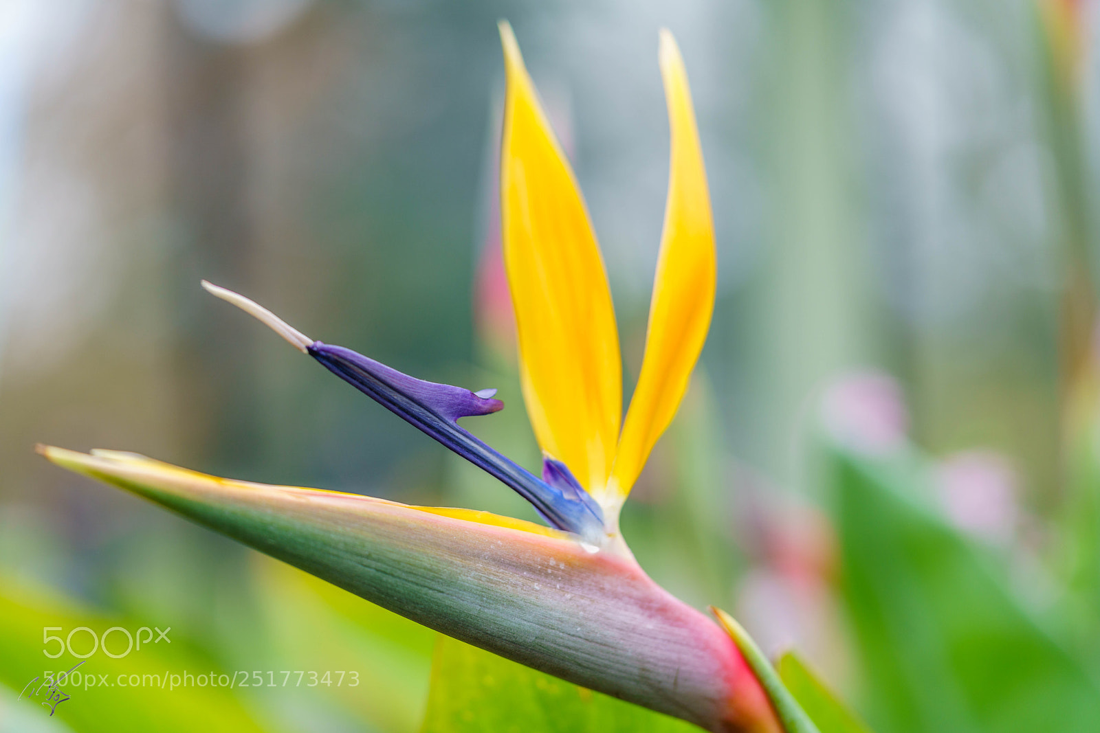 Sony a7R II sample photo. Kew gardens flowers photography