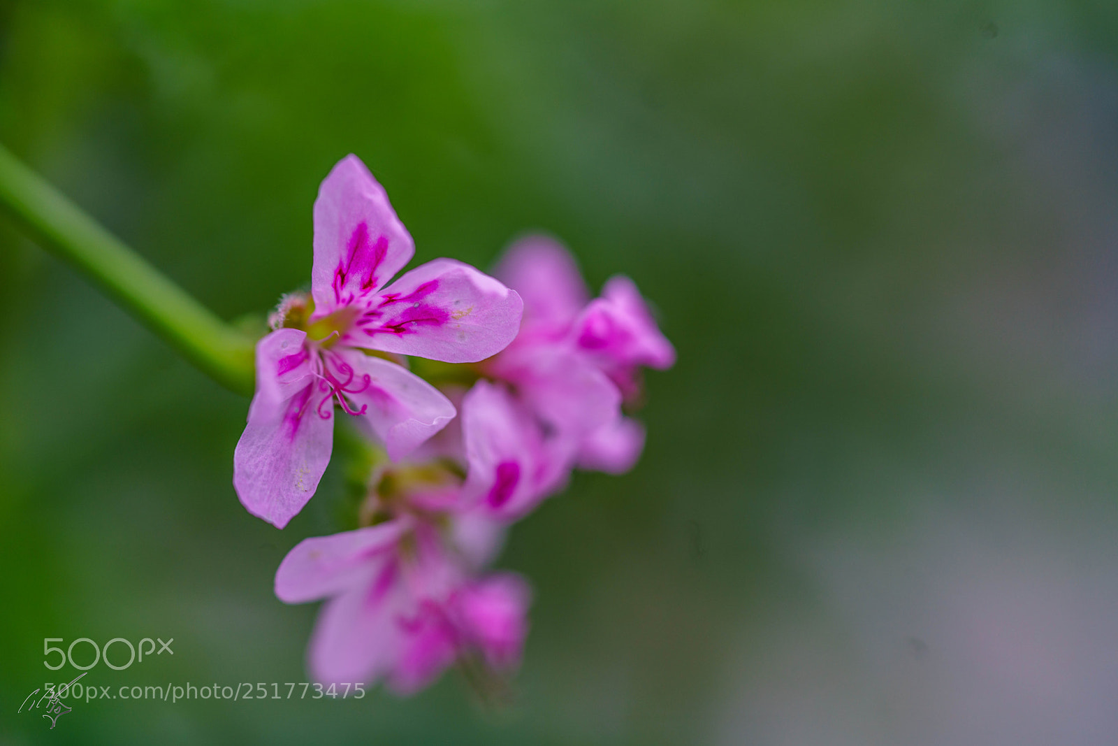 Sony a7R II sample photo. Kew gardens flowers photography