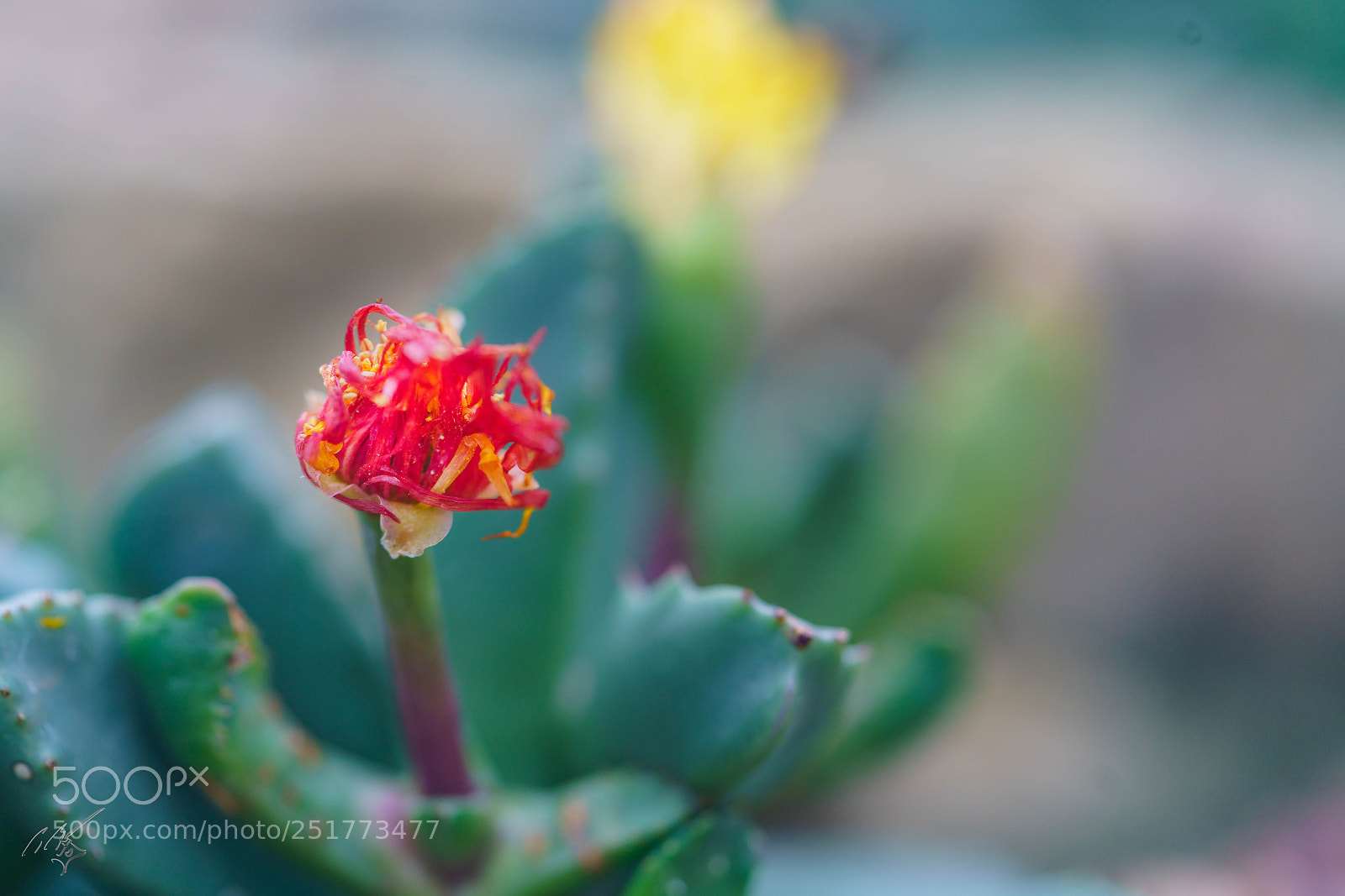 Sony a7R II sample photo. Kew gardens flowers photography