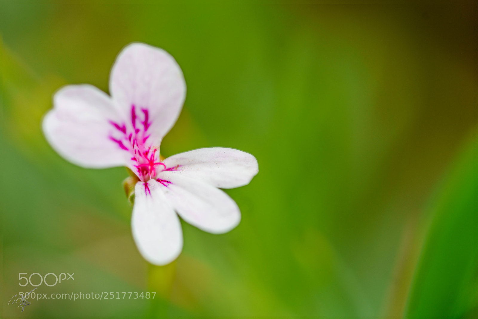 Sony a7R II sample photo. Kew gardens flowers photography