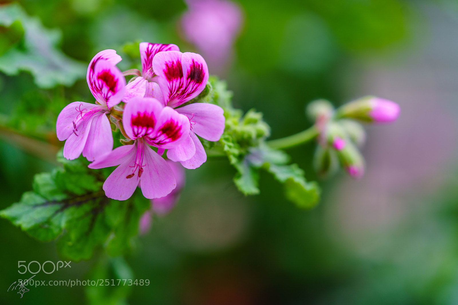 Sony a7R II sample photo. Kew gardens flowers photography