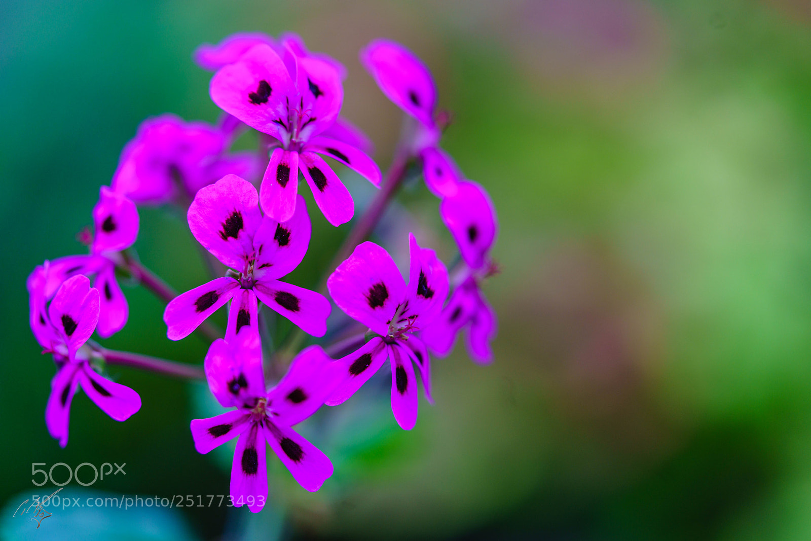 Sony a7R II sample photo. Kew gardens flowers photography