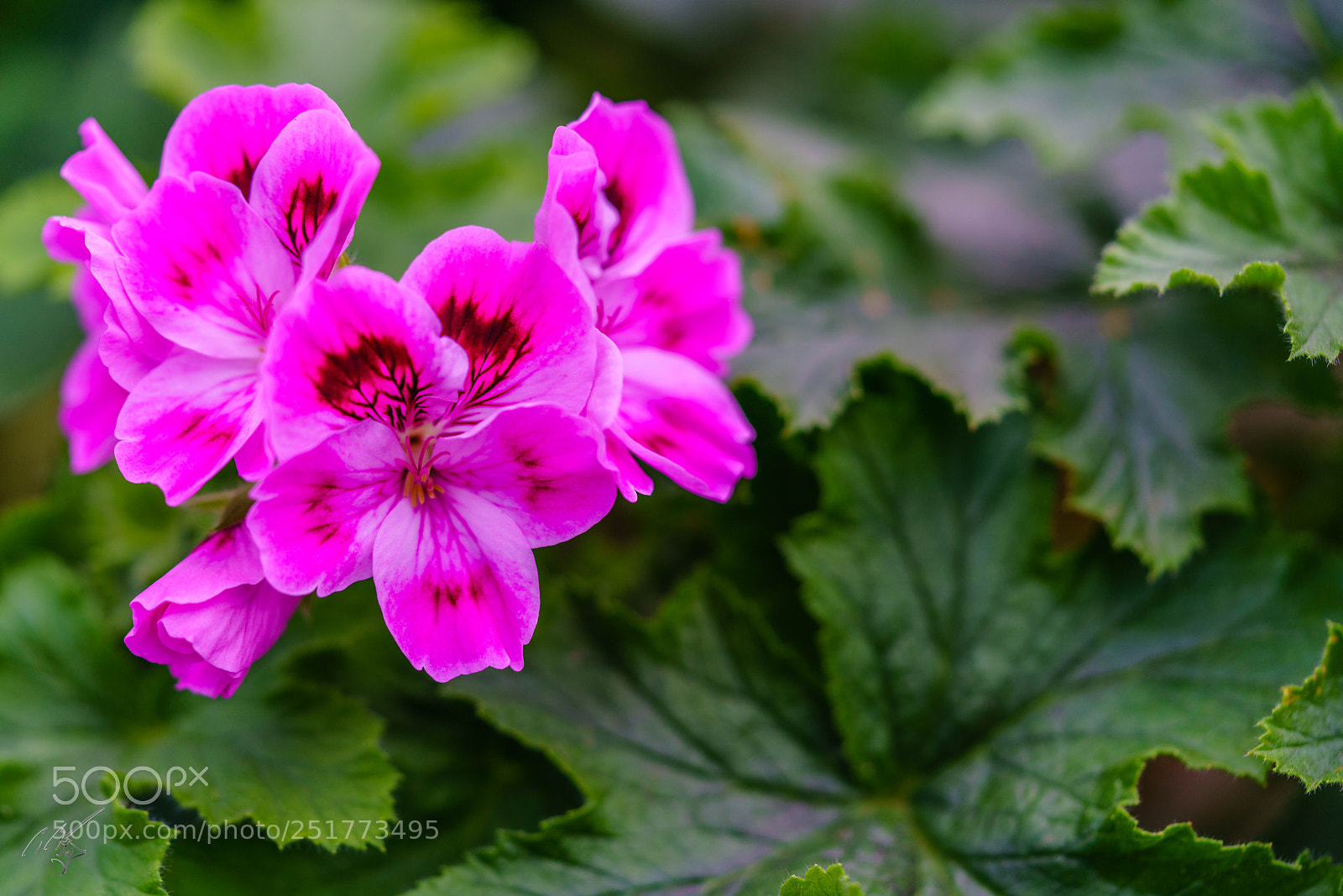 Sony a7R II sample photo. Kew gardens flowers photography