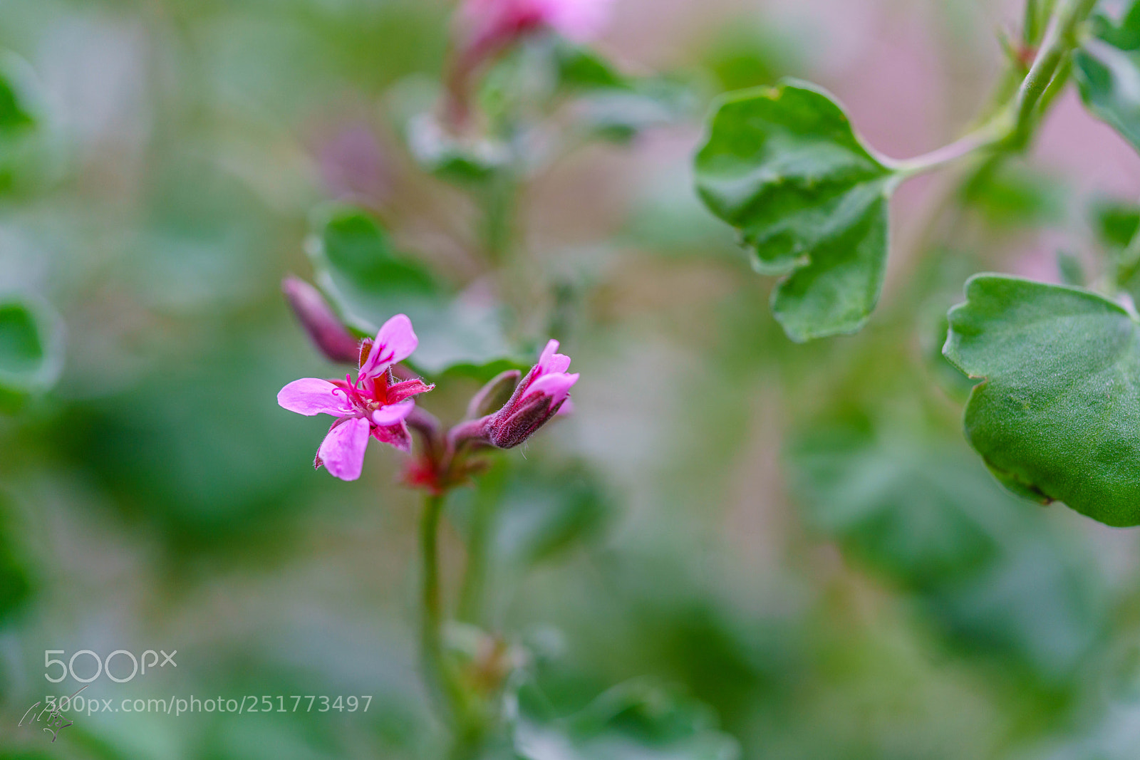 Sony a7R II sample photo. Kew gardens flowers photography