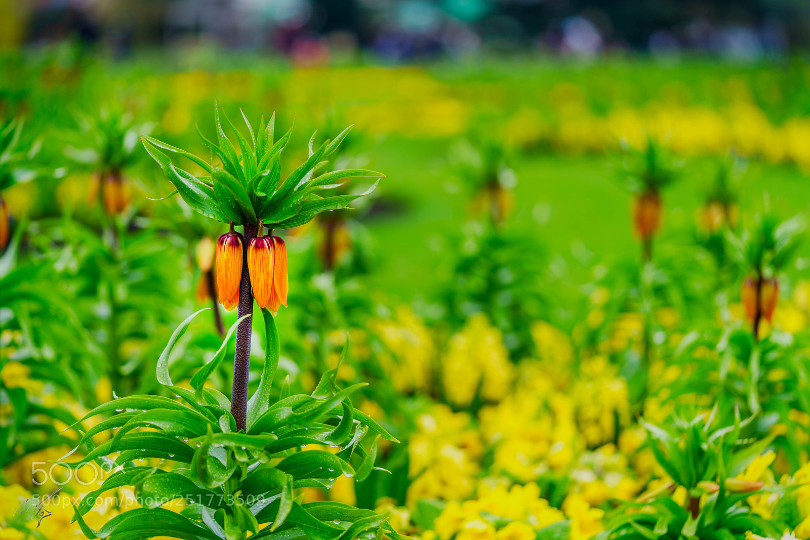 Sony a7R II sample photo. Kew gardens flowers photography