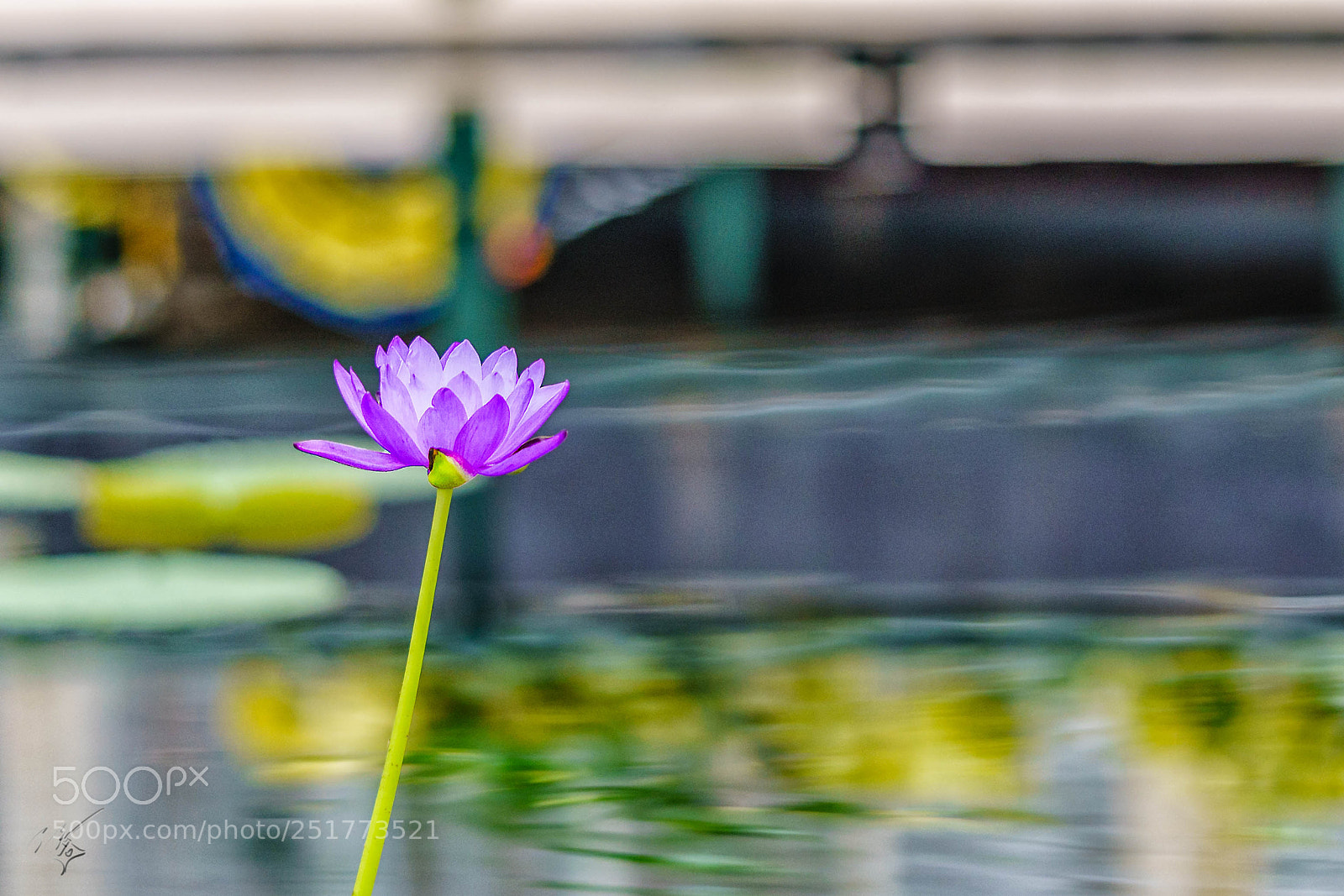 Sony a7R II sample photo. Kew gardens flowers photography