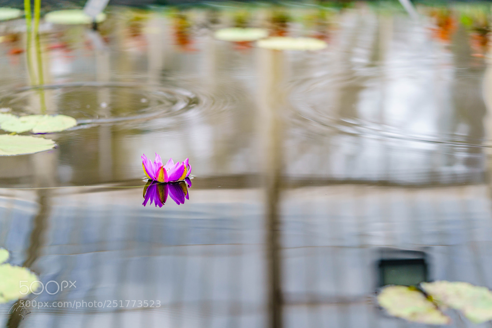 Sony a7R II sample photo. Kew gardens flowers photography