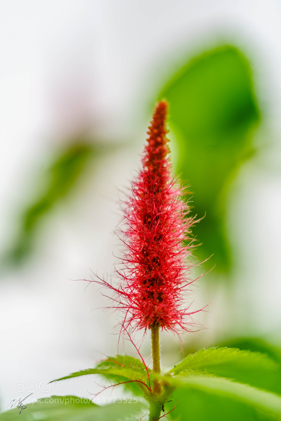 Sony a7R II sample photo. Kew gardens flowers photography