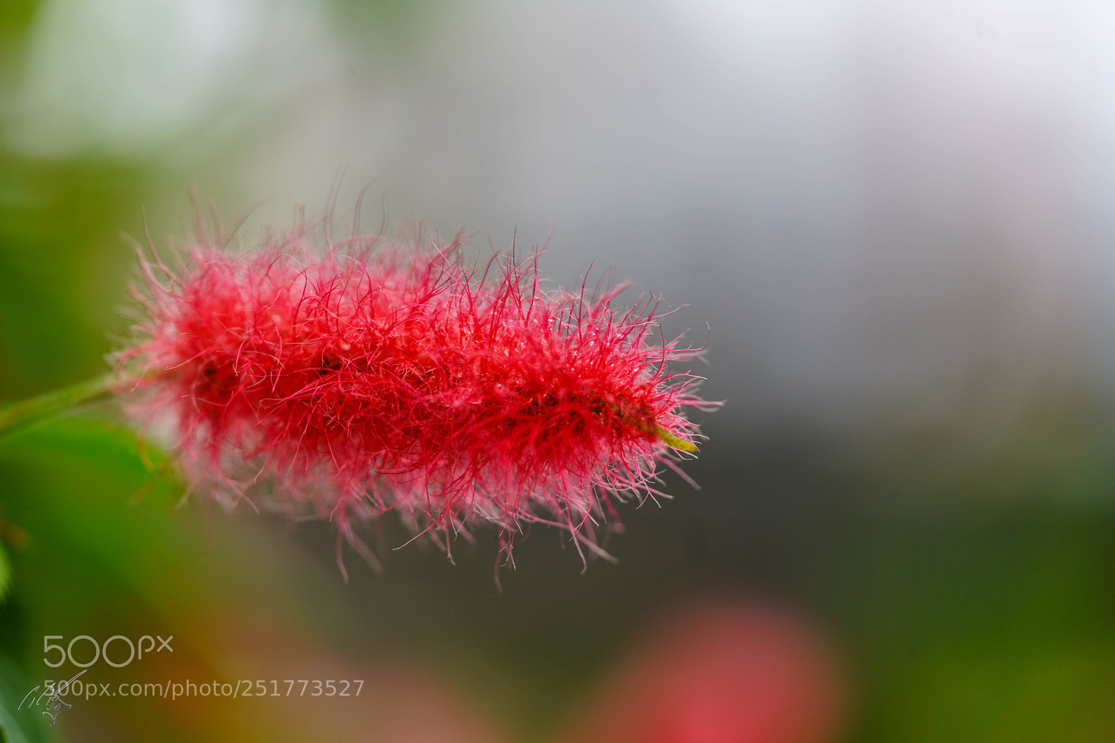 Sony a7R II sample photo. Kew gardens flowers photography