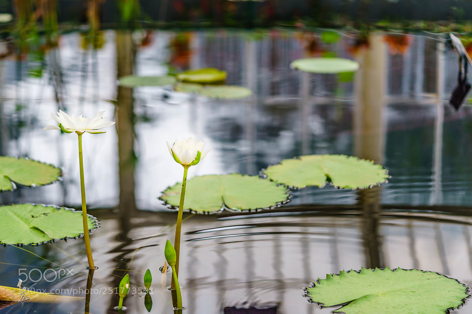 Sony a7R II sample photo. Kew gardens flowers photography