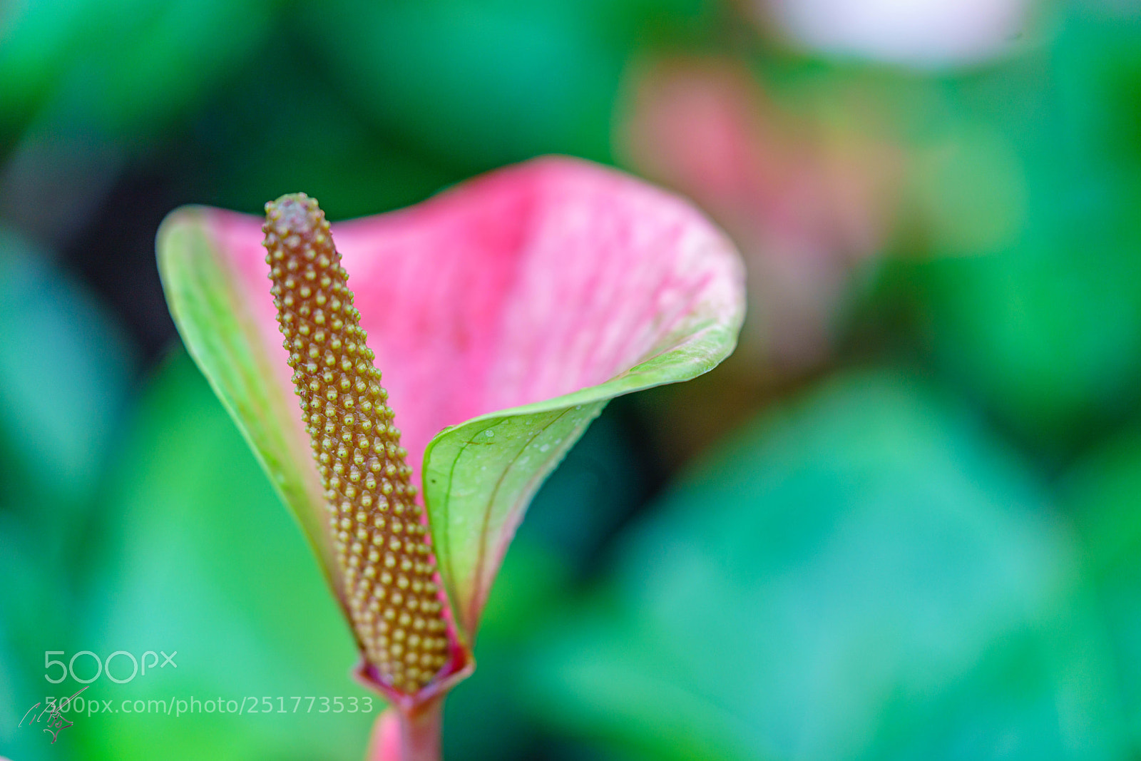 Sony a7R II sample photo. Kew gardens flowers photography