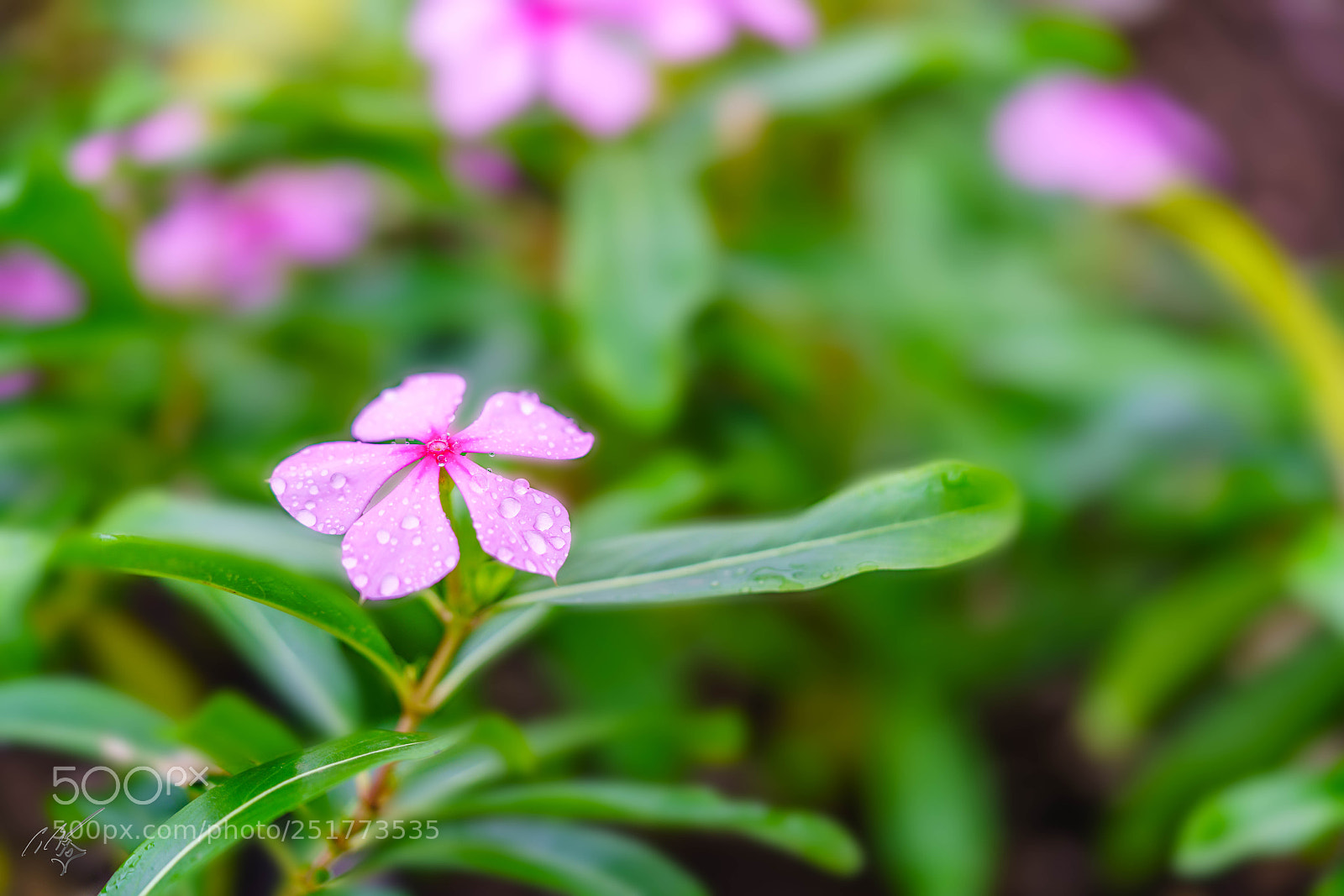 Sony a7R II sample photo. Kew gardens flowers photography