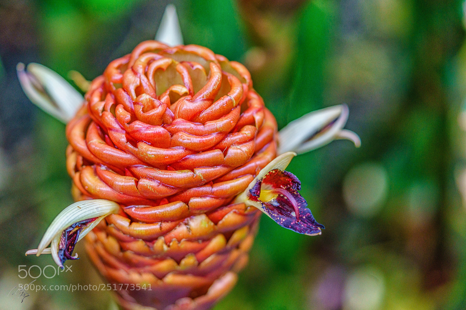 Sony a7R II sample photo. Kew gardens flowers photography