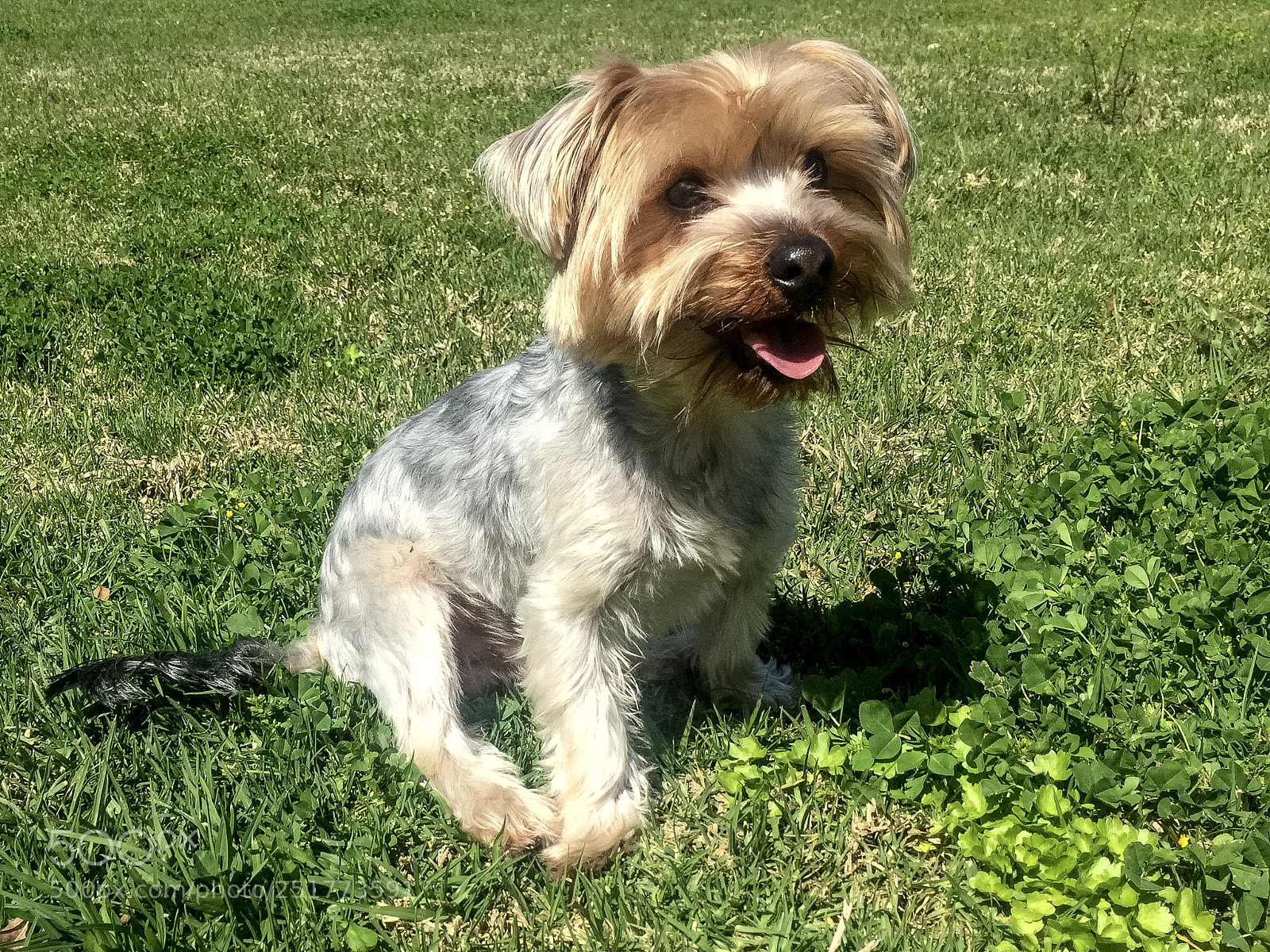 Apple iPhone 6 sample photo. Odie photography