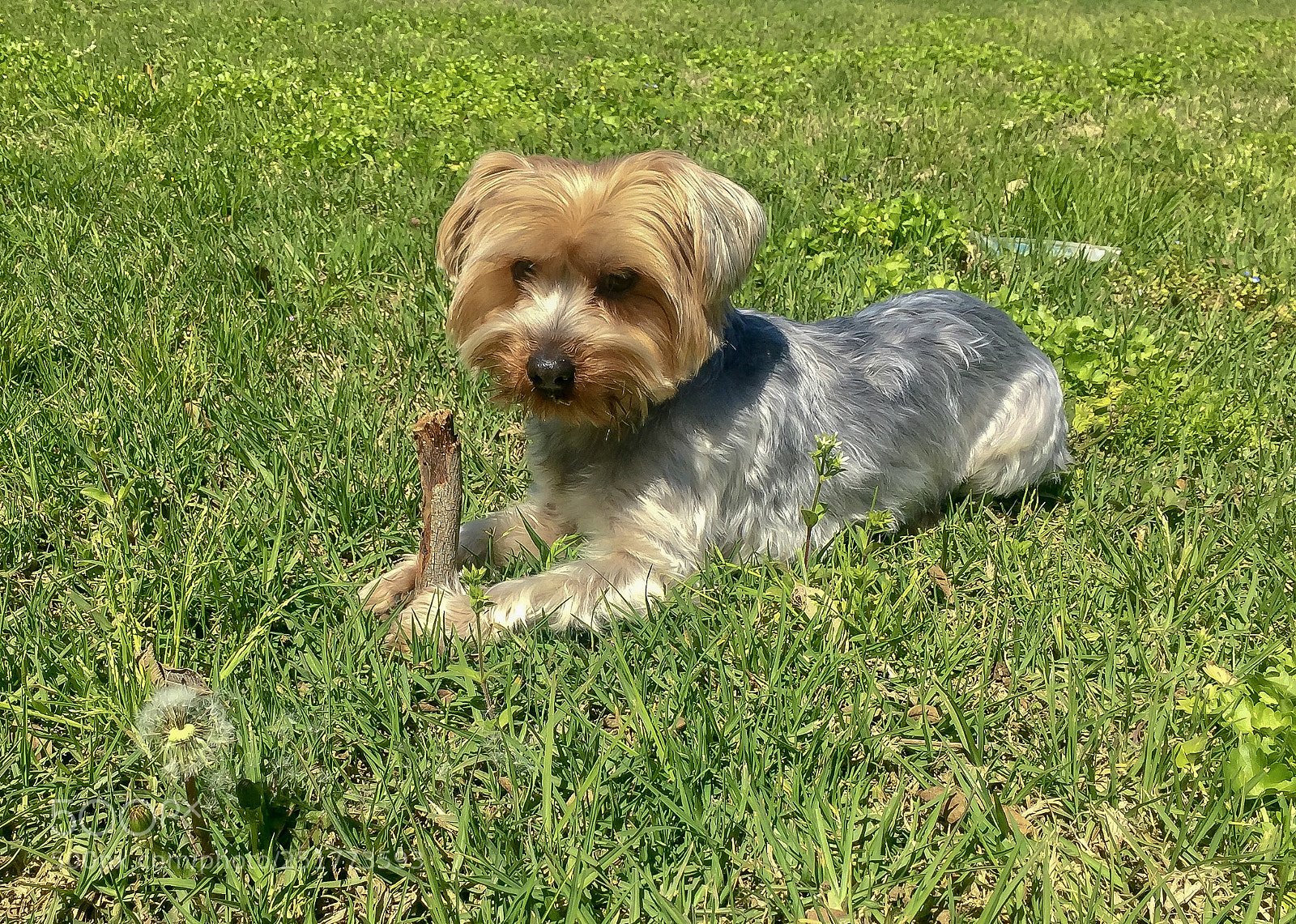 Apple iPhone 6 sample photo. Odie photography