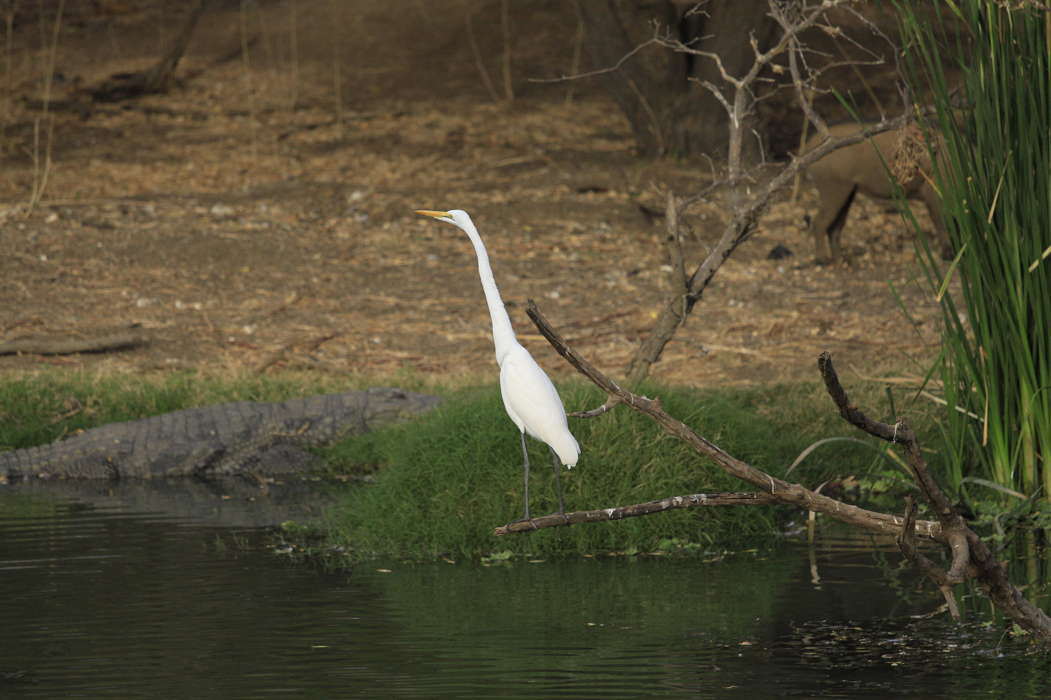 Canon EOS 50D + Canon EF 70-200mm F4L IS USM sample photo. Mg photography