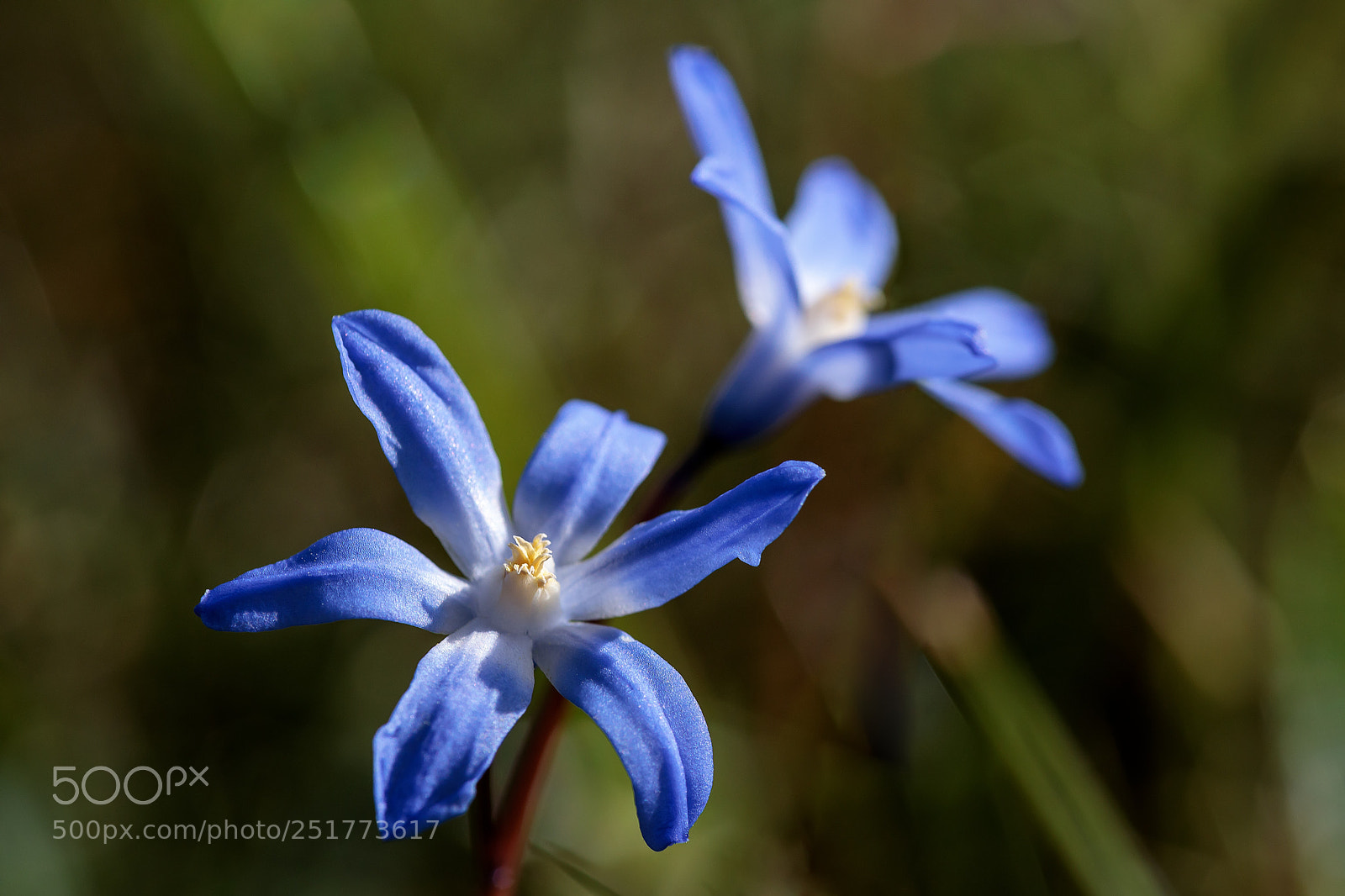 Canon EOS 5D Mark IV sample photo. Chionodoxa luciliae photography